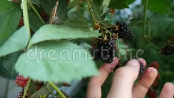 女孩从灌木丛中撕下黑莓夏天成熟多汁的黑莓视频的预览图