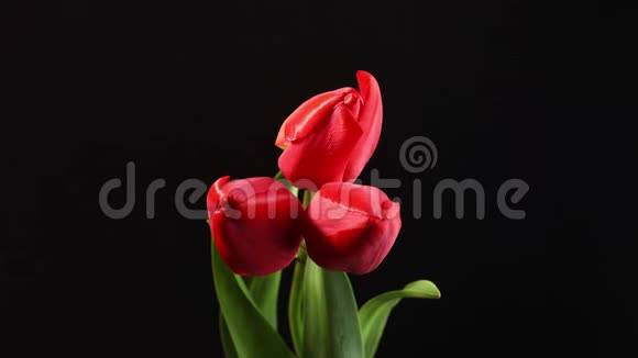 郁金香鲜艳的红色条纹彩色的郁金香花在黑色背景上的时间视频的预览图