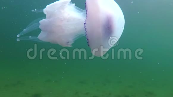 在黑海浮游的厚厚的水母俗称桶状水母视频的预览图
