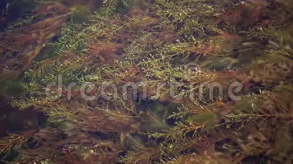 乌克兰TiligulskiyLiman河口沿海地带的海藻灌丛视频的预览图