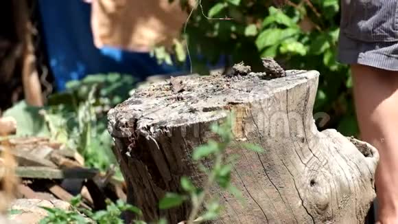 男人把烂木板砸在老树桩上视频的预览图
