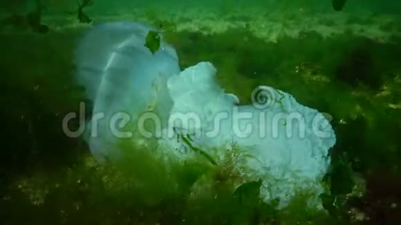 一只大水母死在底部根瘤俗称桶状水母视频的预览图