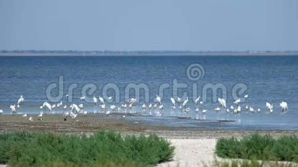沙甘尼泻湖岸边常见的白鹭和海鸥图兹洛夫斯基拉贡国家公园视频的预览图