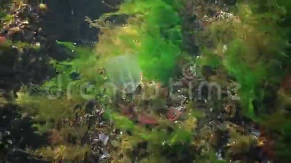 食蚁兽捕食性梳子果冻贝罗奥瓦塔在水中游泳寻找食物黑海的福纳视频的预览图