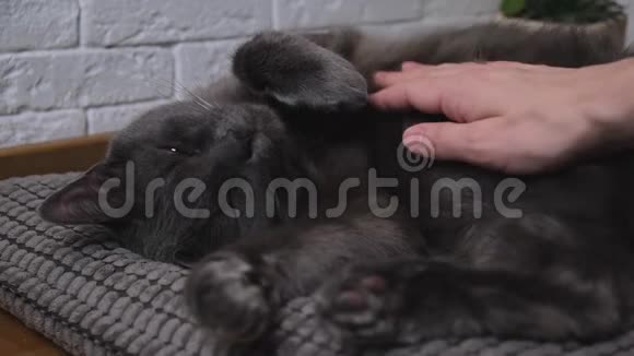 女人的手抚摸一只猫喜欢宠物视频的预览图