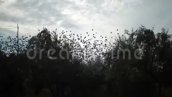 成群结队的鸟儿在蓝天上飞来飞去视频的预览图