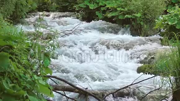 森林河夏季快速流动视频的预览图