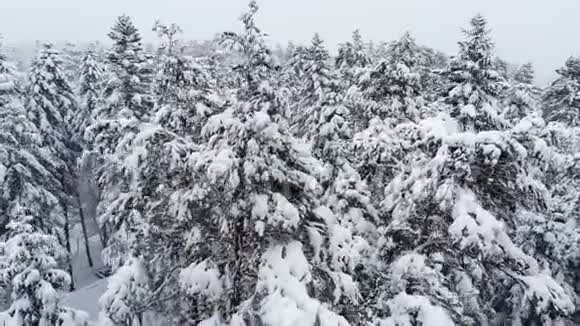 一个令人叹为观止的低鸟瞰飞越混合森林和高大的雪松过去树枝在雪中冬季森林视频的预览图