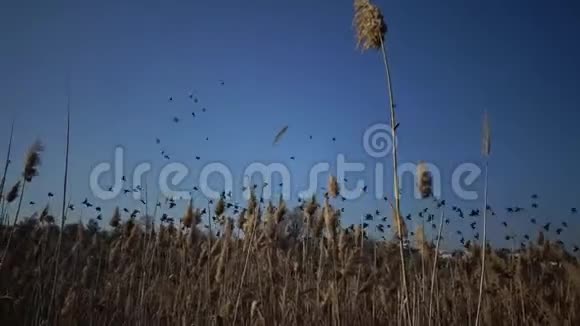 一群黑星鸟在天空中飞翔在天空中聚集着各种各样的身影视频的预览图