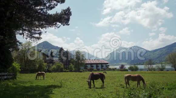 阿尔卑斯山特格恩湖畔的马场在绿色草地上觅食阳光明媚视频的预览图