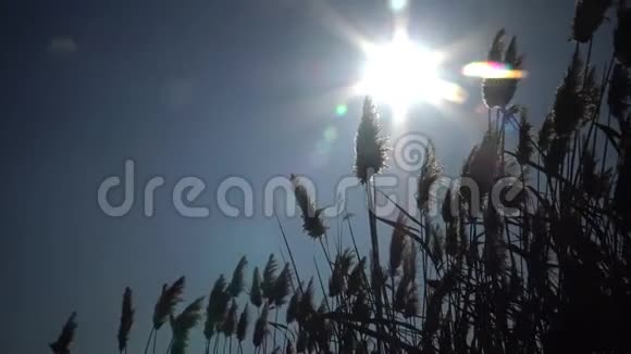 太阳阳光透过干河三角洲的甘蔗照射乌克兰黑海敖德萨地区视频的预览图