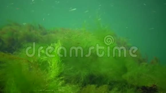 海洋中的光合作用水下景观鱼类花药水下岩石中的绿藻红藻和褐藻视频的预览图