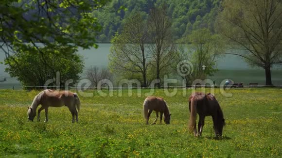 阳光明媚的一天巴伐利亚湖提格尔尼湖畔的碧草上吃着黑褐色的马视频的预览图