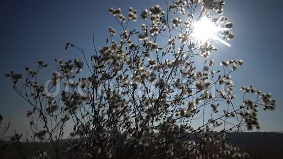 太阳穿过一株蓬松植物的枝条这是一幅美丽的野生景观乌克兰视频的预览图