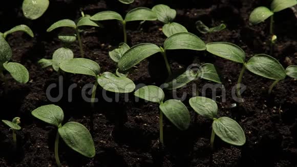 黄瓜的幼苗浇灌绿色植物视频的预览图
