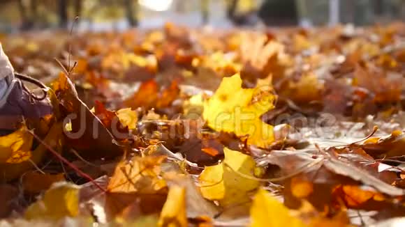 女人在森林里散步黄色的秋天落叶在公园的阳光下的草地上视频的预览图
