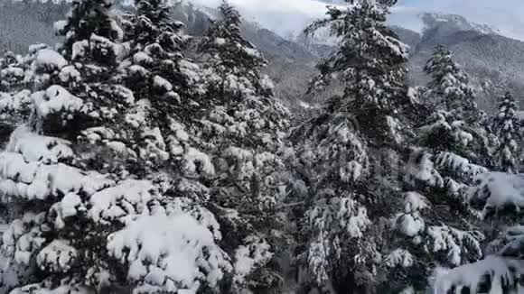 在山区针叶林中的雪松顶附近的无人机摄像机的空中视野特写视频的预览图