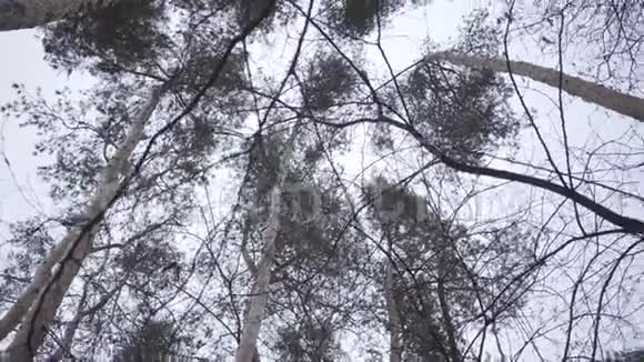 在灰秋多云的天空背景下树冠的底部视图自然寒温菌群视频的预览图