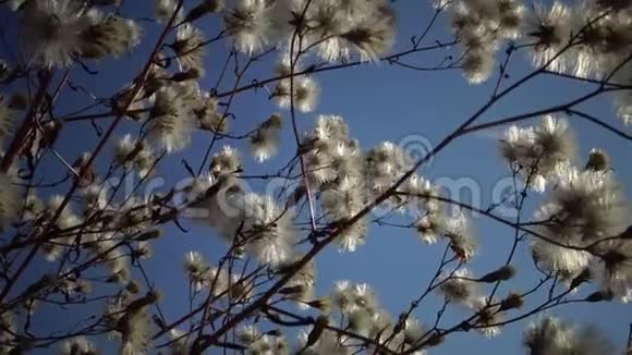 太阳穿过一株蓬松植物的枝条这是一幅美丽的野生景观乌克兰视频的预览图