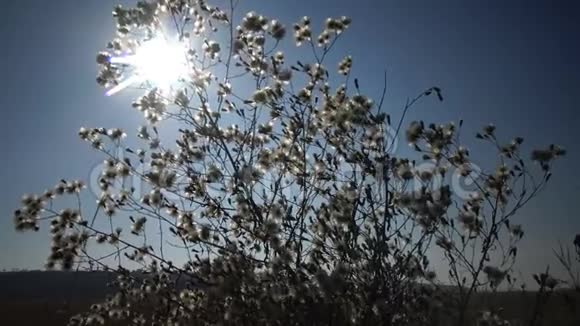 太阳穿过一株蓬松植物的枝条这是一幅美丽的野生景观乌克兰视频的预览图