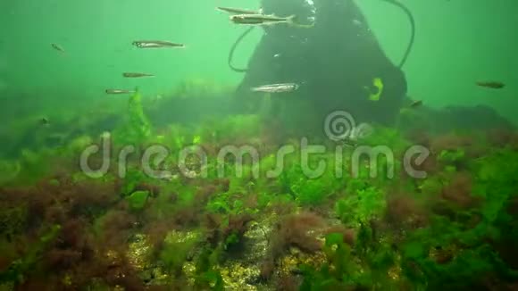 海上光合作用水下景观海底岩石上的绿藻红藻和褐藻敖德萨湾黑海视频的预览图