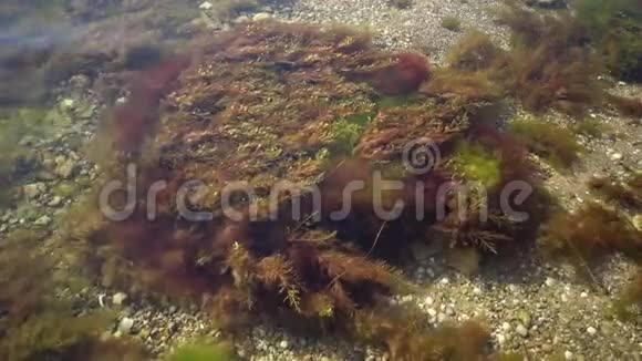 乌克兰TiligulskiyLiman河口沿海地带的海藻灌丛视频的预览图