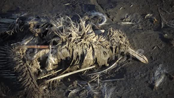 库亚尔尼克河口泥滩上的死鸟视频的预览图