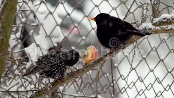吃苹果的鸟和黑鸟视频的预览图