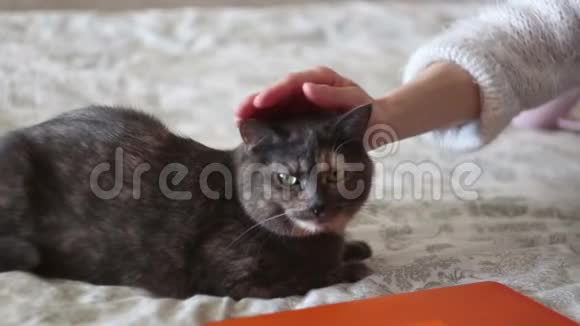 一个年轻的女孩正在抚摸躺在床上的一只灰色的猫一个年轻漂亮的女孩抚摸她心爱的猫视频的预览图