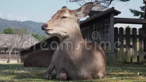 鹿卧吃奈良日本野宿鸡塔背景视频的预览图