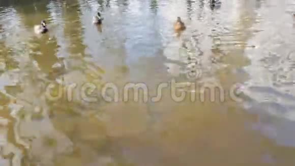 一群野鸭在池塘里游泳吃面包视频的预览图