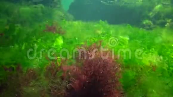 海上光合作用水下景观绿藻红藻和褐藻在水下岩石中的浒苔乌尔巴铈视频的预览图