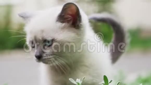 一只美丽的小白毛猫在草地上走在街上视频的预览图