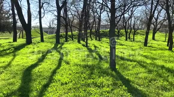 在一个夏日的春日里公园里绿油油的小草和树木视频的预览图