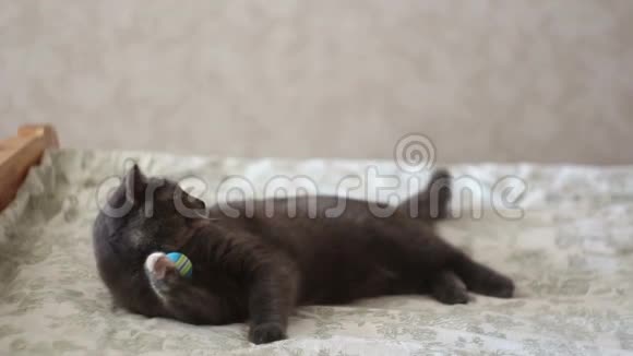 一只灰色的猫正在热情地玩他最喜欢的玩具视频的预览图