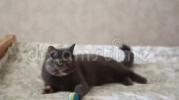 一个年轻的女孩在和她的猫玩一只漂亮的灰猫正在玩他心爱的球视频的预览图