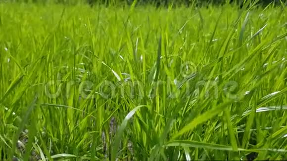 新鲜多汁的草地上的绿色草坪特写视频的预览图