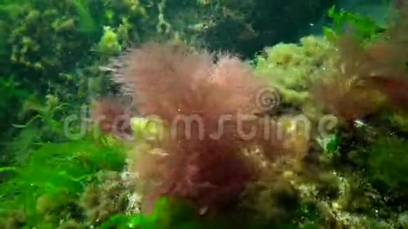 海上光合作用水下景观水下岩石中的绿藻红藻和褐藻视频的预览图