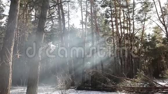太阳光线穿过森林里的火烟太阳和烟雾的光线太阳的光线视频的预览图