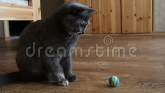 一只灰色的猫在玩他最喜欢的玩具视频的预览图