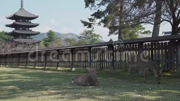 日本奈良公园鹿群视频的预览图