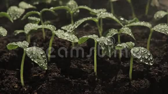 黄瓜幼苗叶片上的水滴视频的预览图