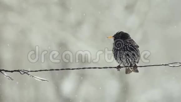 冬天鸟儿坐在大自然中视频的预览图