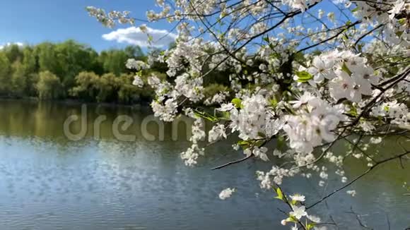 树枝上开着白色的樱花在湖的自然背景上环绕着绿树视频的预览图