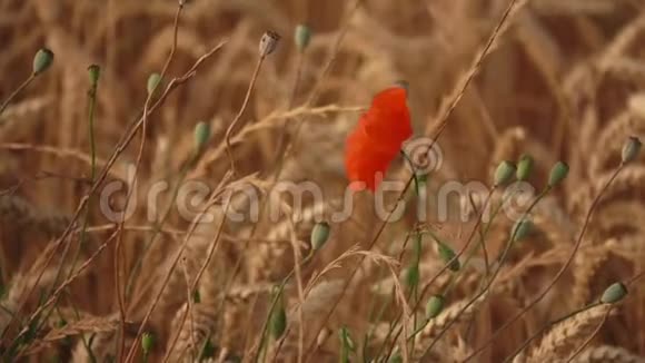 成熟的麦地在风中摇曳着美丽的红粟花视频的预览图