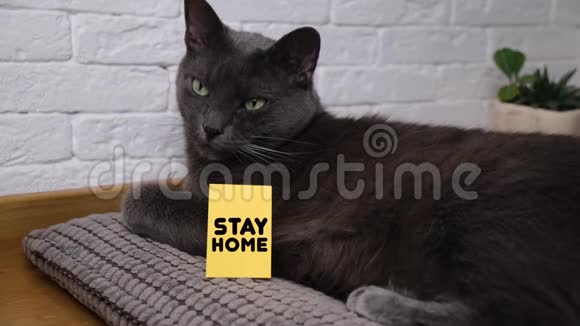 家猫躺在枕头上带着留言卡呆在家里社会距离自我孤立的概念视频的预览图