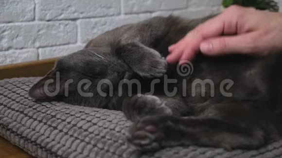 可爱的猫躺在枕头上放松女人的手抚摸一只猫视频的预览图