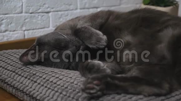 可爱的猫躺在枕头上放松女人的手抚摸一只猫喜欢宠物视频的预览图