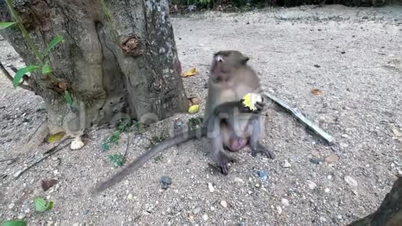 猴子坐在树旁边吃着游客送给她的玉米棒视频的预览图