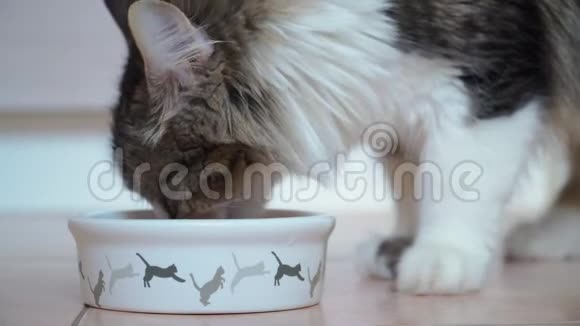 漂亮的毛茸茸的猫从碗里吃喂饱饥饿的小猫宠物的护理特写视频的预览图
